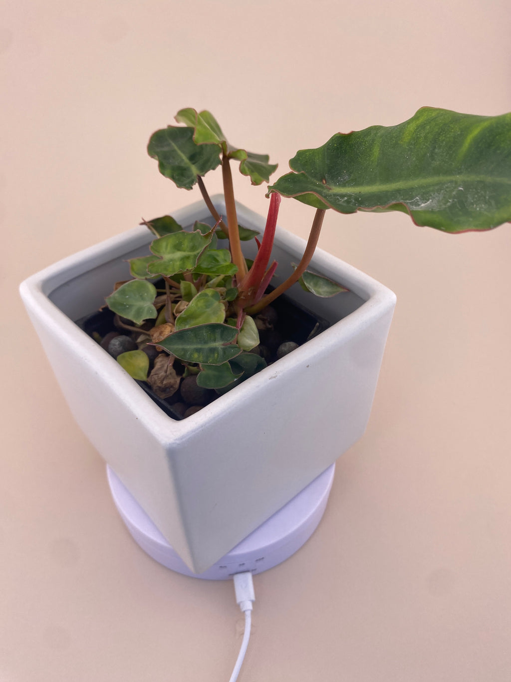 Variegated Philodendron Billietiae * Exact Plant *