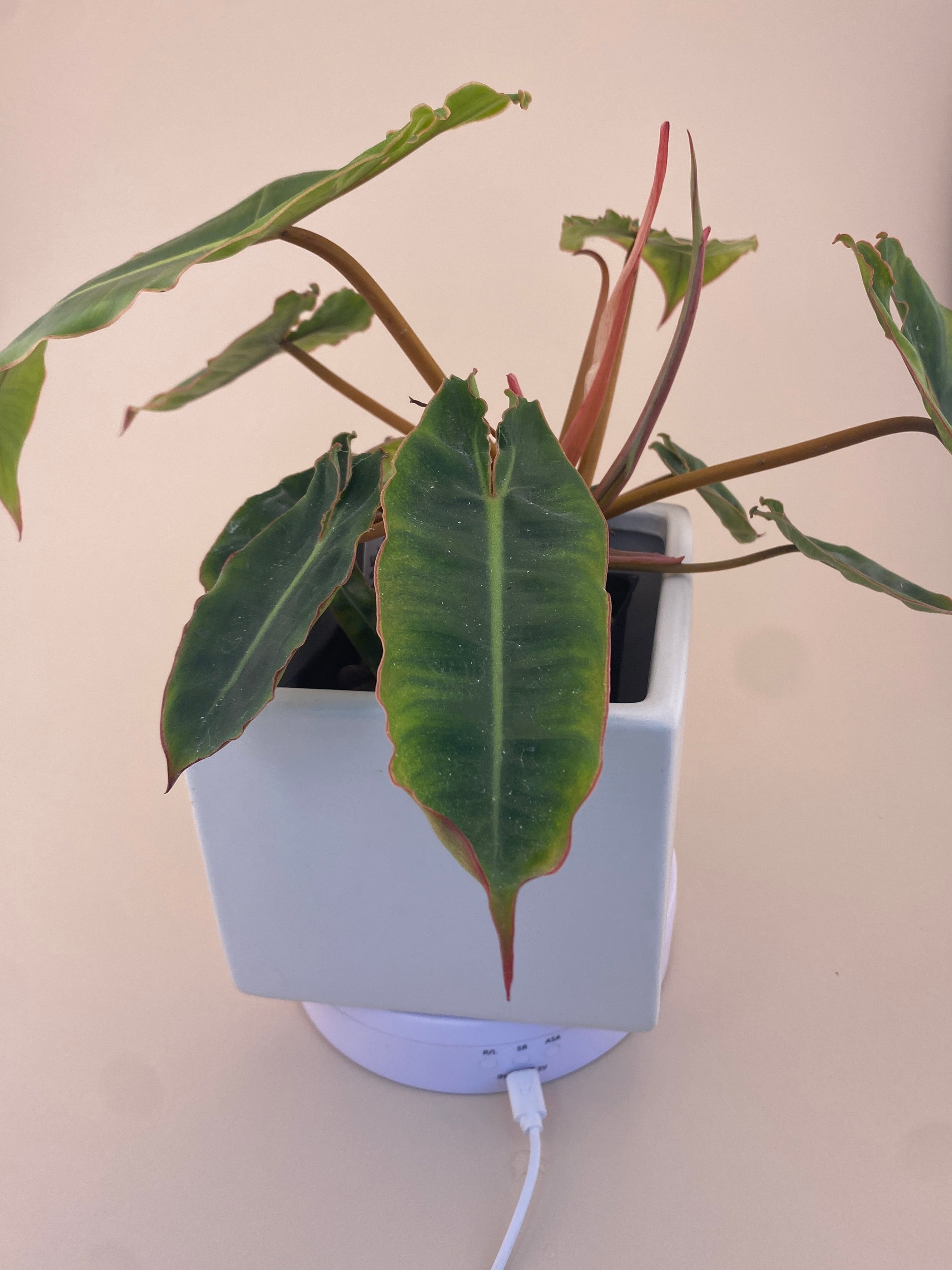 Philodendron Billietiae * Exact Plant *