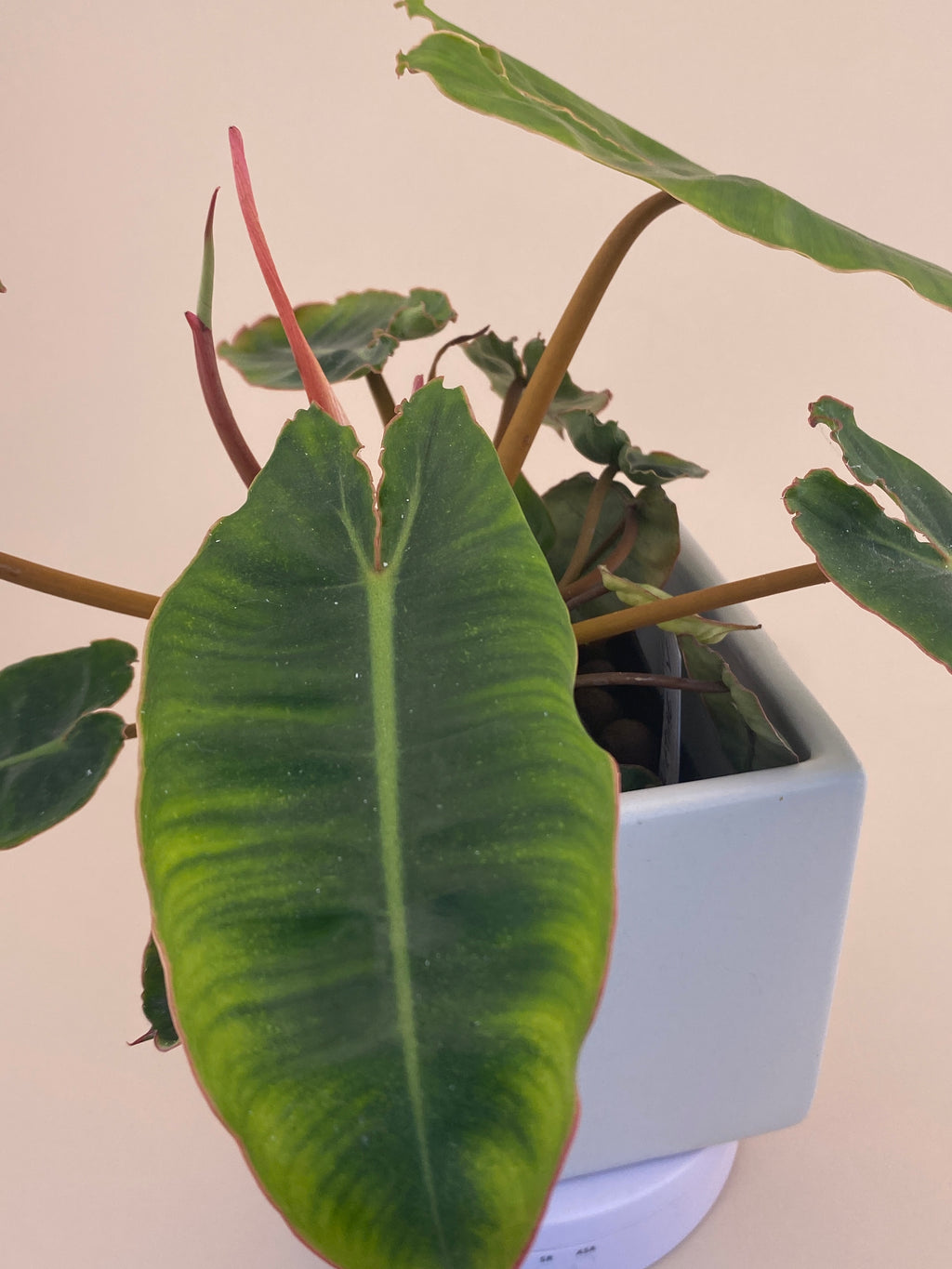 philodendron billietiae new leaf Philodendron Billietiae * Exact Plant * – Verdant Touch