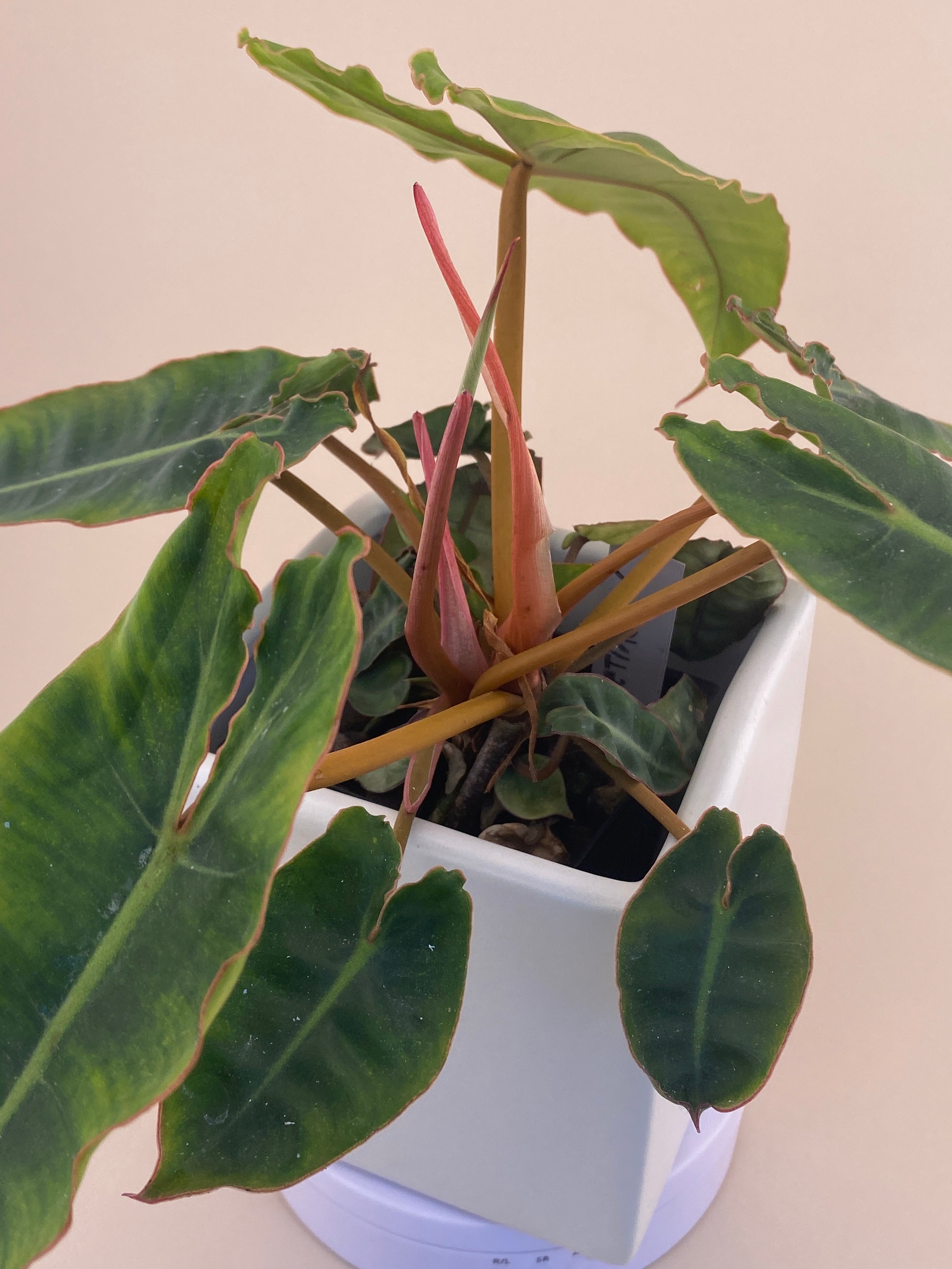 philodendron billietiae etsy Philodendron Billietiae * Exact Plant * – Verdant Touch