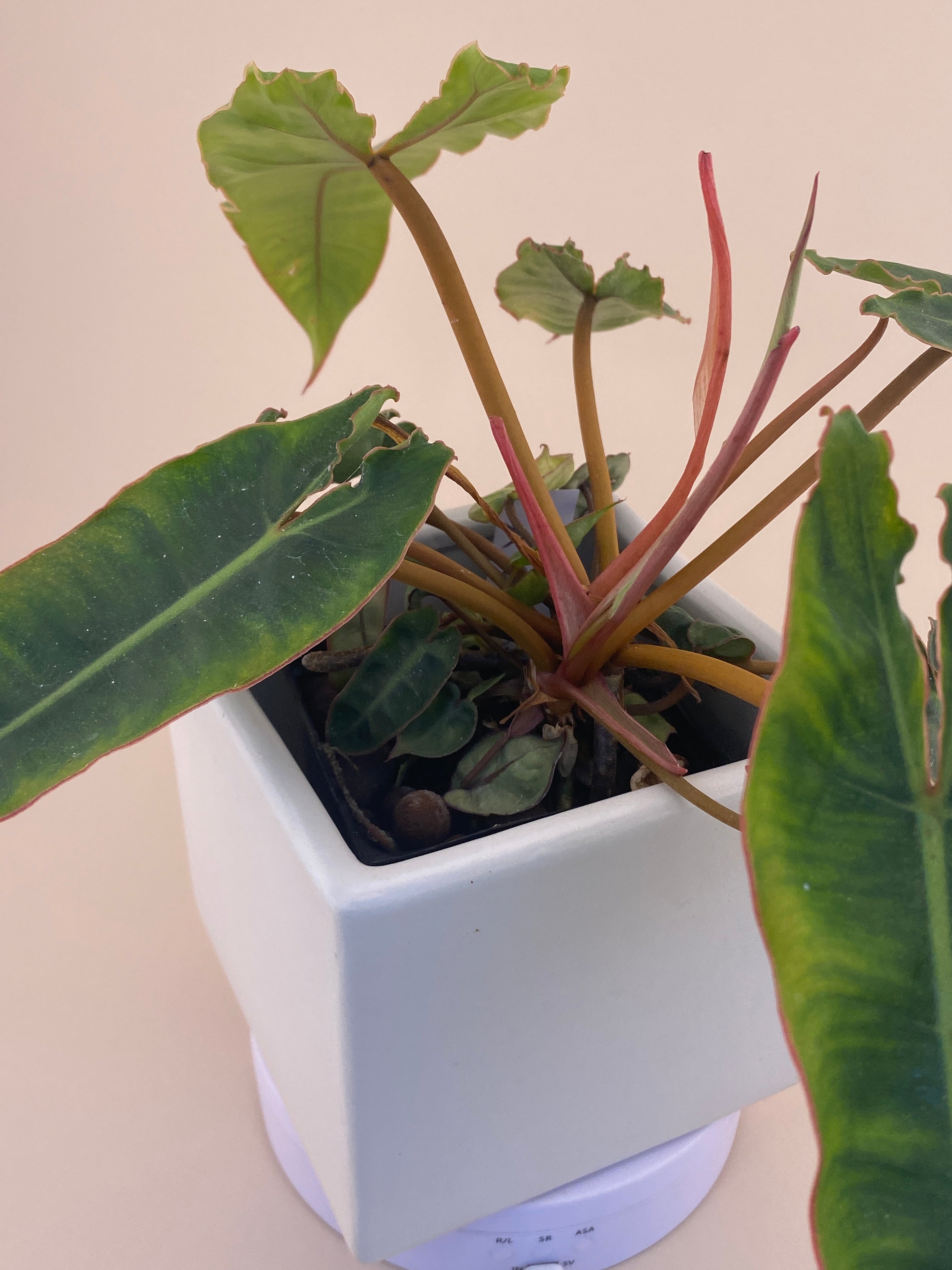 philodendron billietiae baby Philodendron Billietiae * Exact Plant * – Verdant Touch