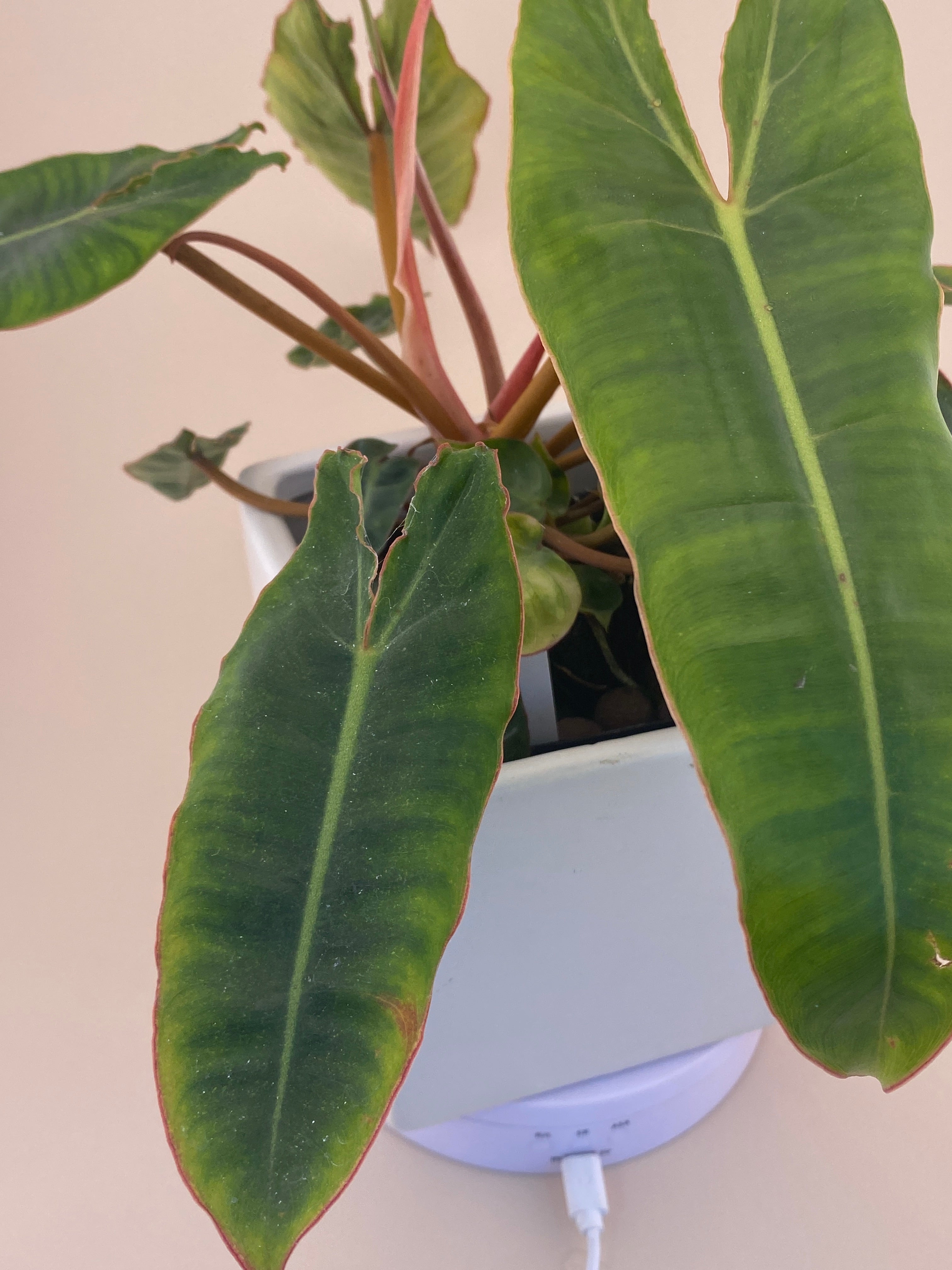 philodendron billietiae etsy Philodendron Billietiae * Exact Plant * – Verdant Touch