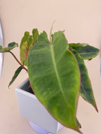 Variegated Philodendron Billietiae * Exact Plant *