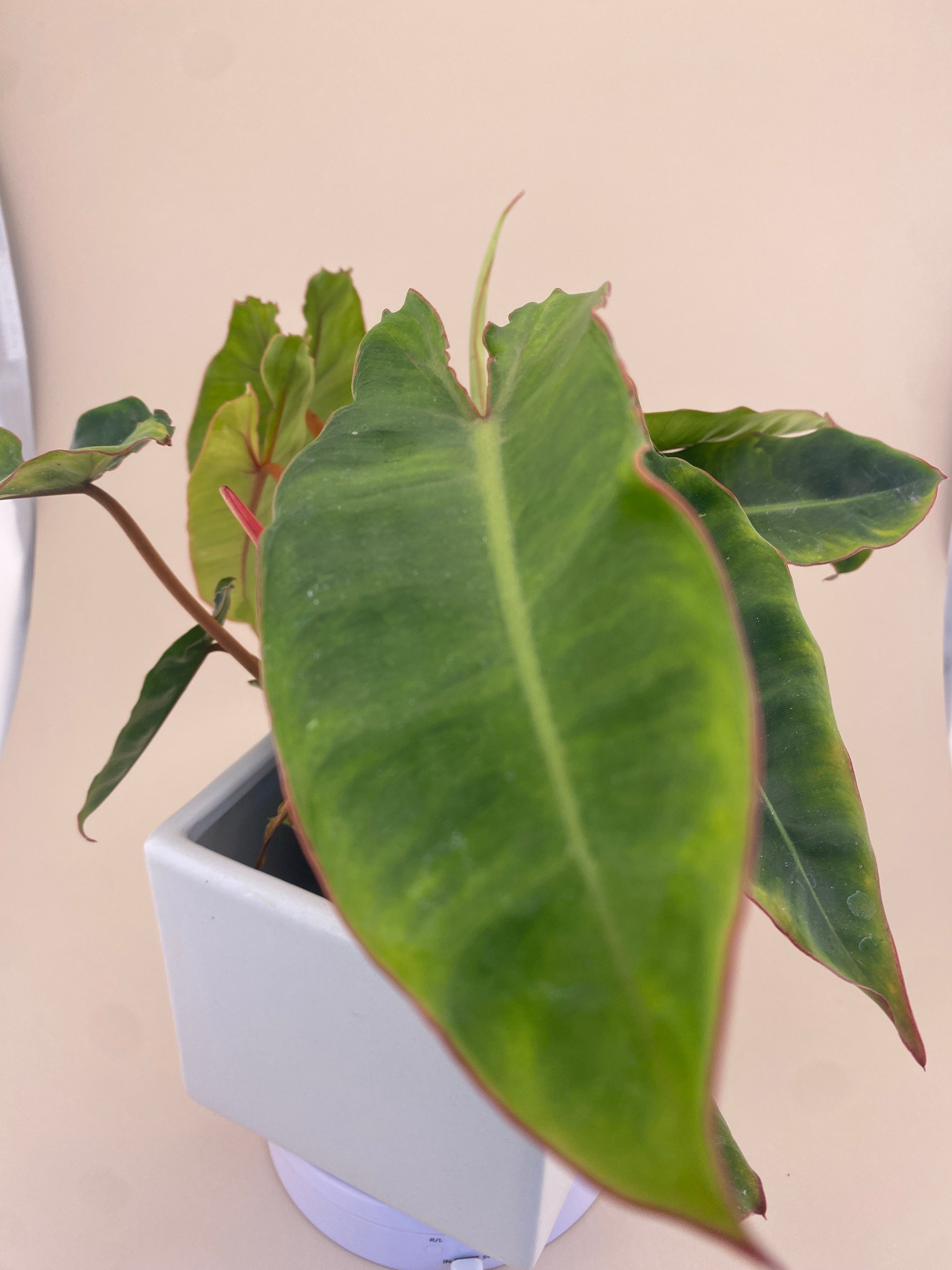 Variegated Philodendron Billietiae * Exact Plant *