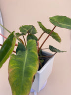 Variegated Philodendron Billietiae * Exact Plant *