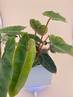 Variegated Philodendron Billietiae * Exact Plant *