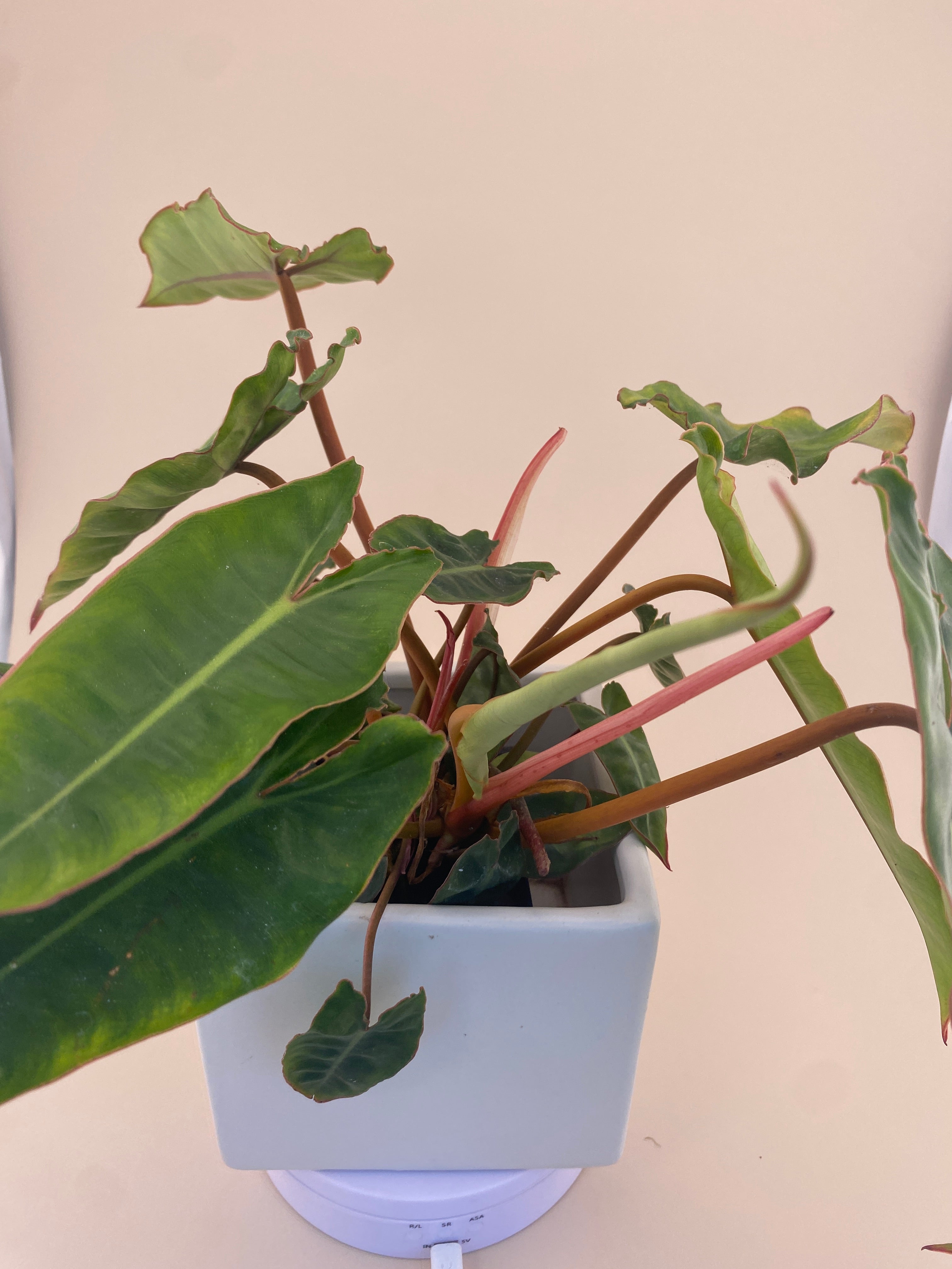 Variegated Philodendron Billietiae * Exact Plant *