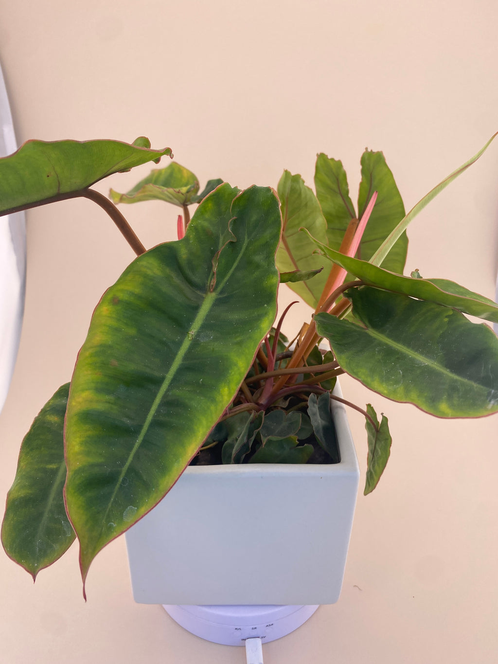 Variegated Philodendron Billietiae * Exact Plant *