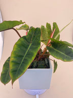 Variegated Philodendron Billietiae * Exact Plant *