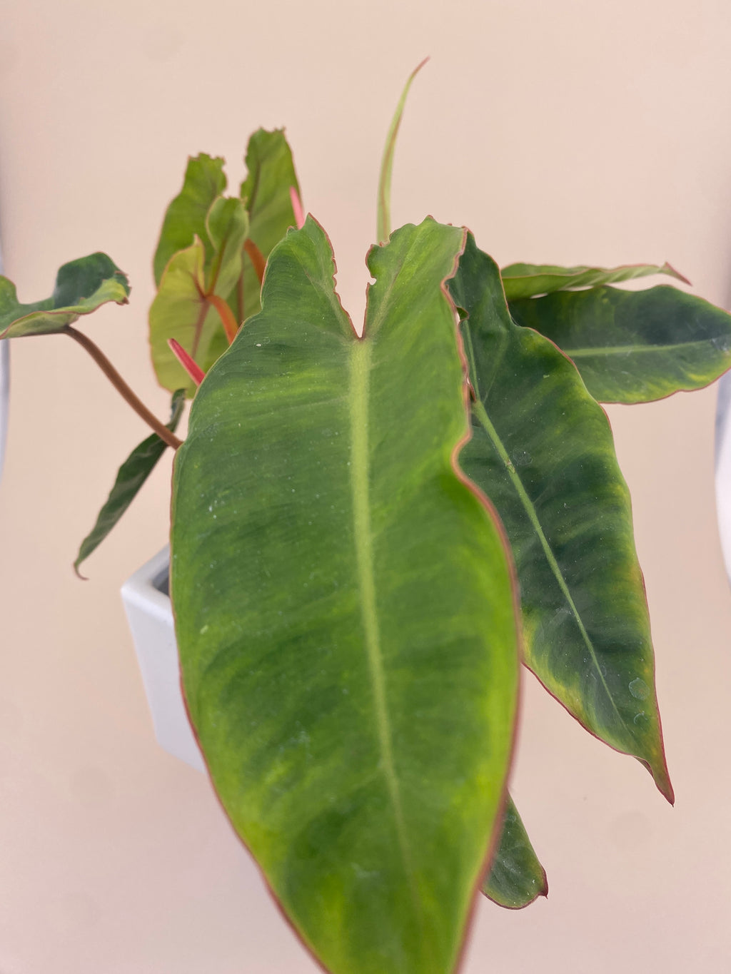 Variegated Philodendron Billietiae * Exact Plant *