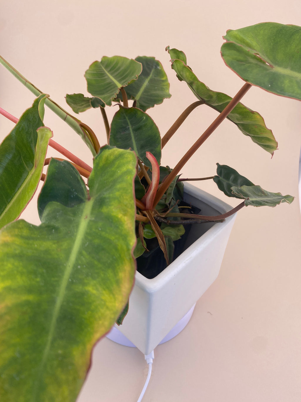 Variegated Philodendron Billietiae * Exact Plant *