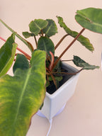 Variegated Philodendron Billietiae * Exact Plant *