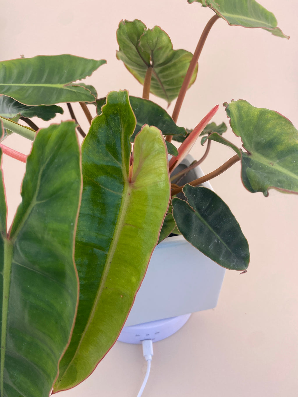 Variegated Philodendron Billietiae * Exact Plant *
