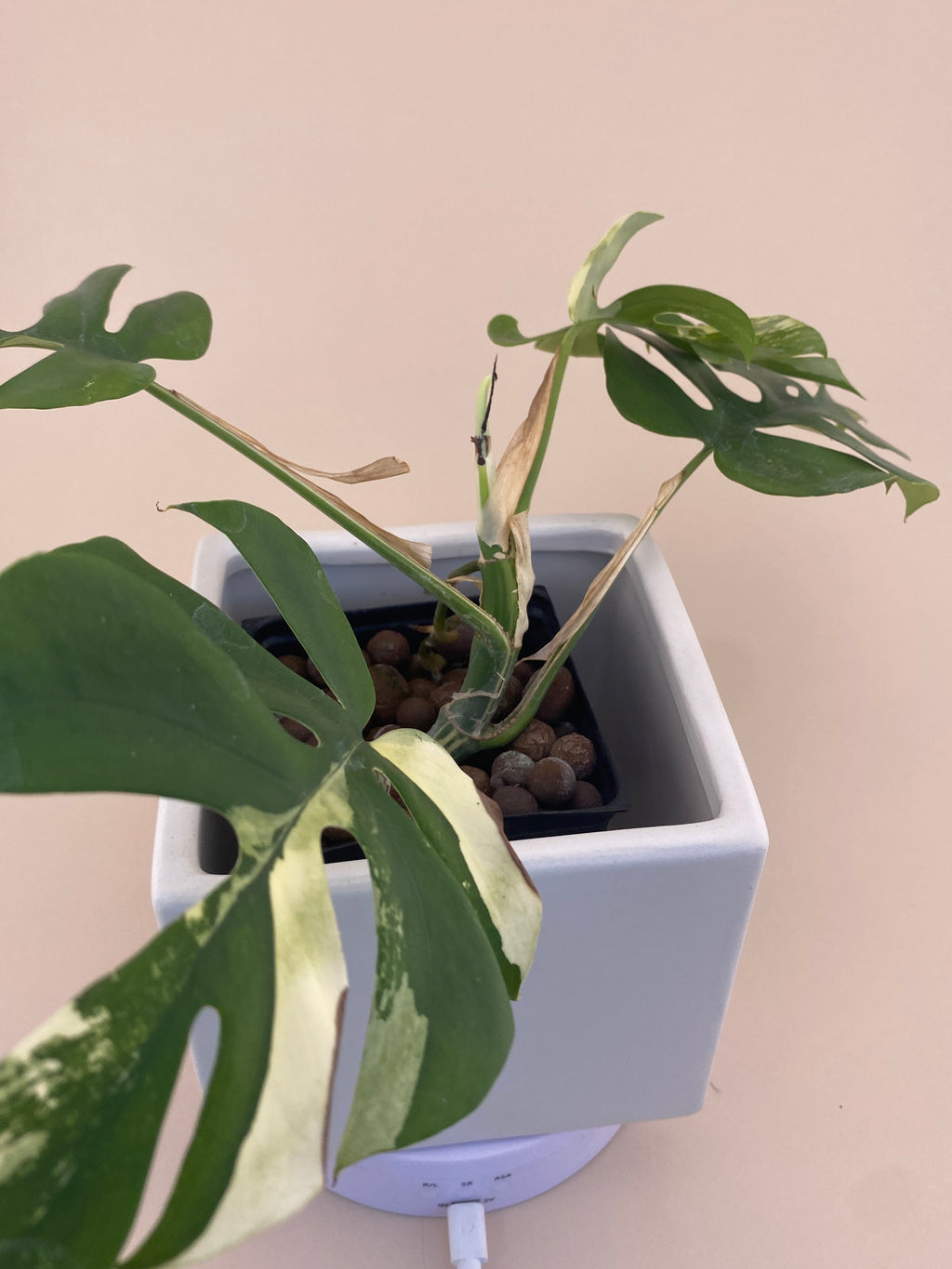 Rhaphidophora Tetrasperma Variegated Exact Plant