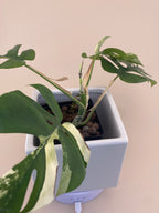 Rhaphidophora Tetrasperma Variegated Exact Plant