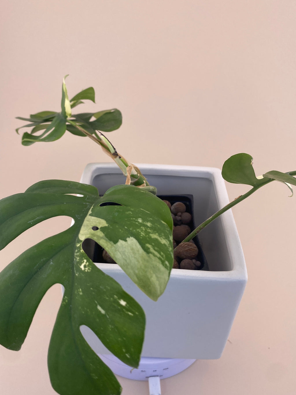 Rhaphidophora Tetrasperma Variegated Exact Plant