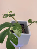 Rhaphidophora Tetrasperma Variegated Exact Plant