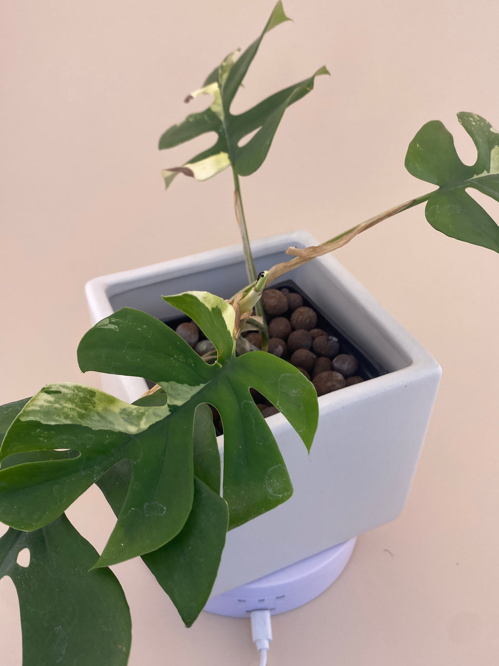 Rhaphidophora Tetrasperma Variegated Exact Plant