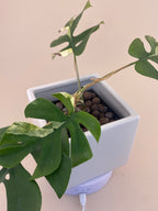 Rhaphidophora Tetrasperma Variegated Exact Plant