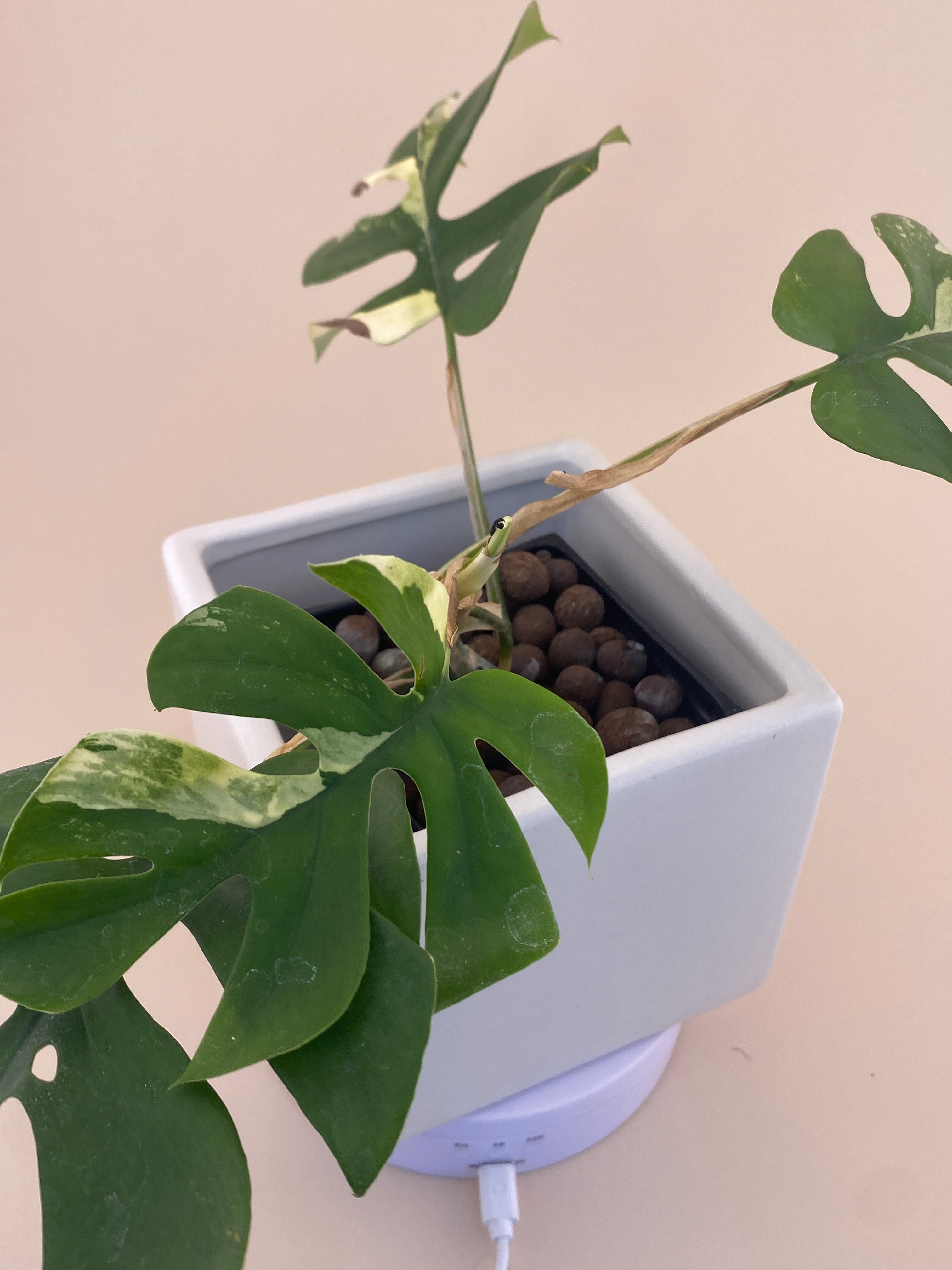 Rhaphidophora Tetrasperma Variegated Exact Plant