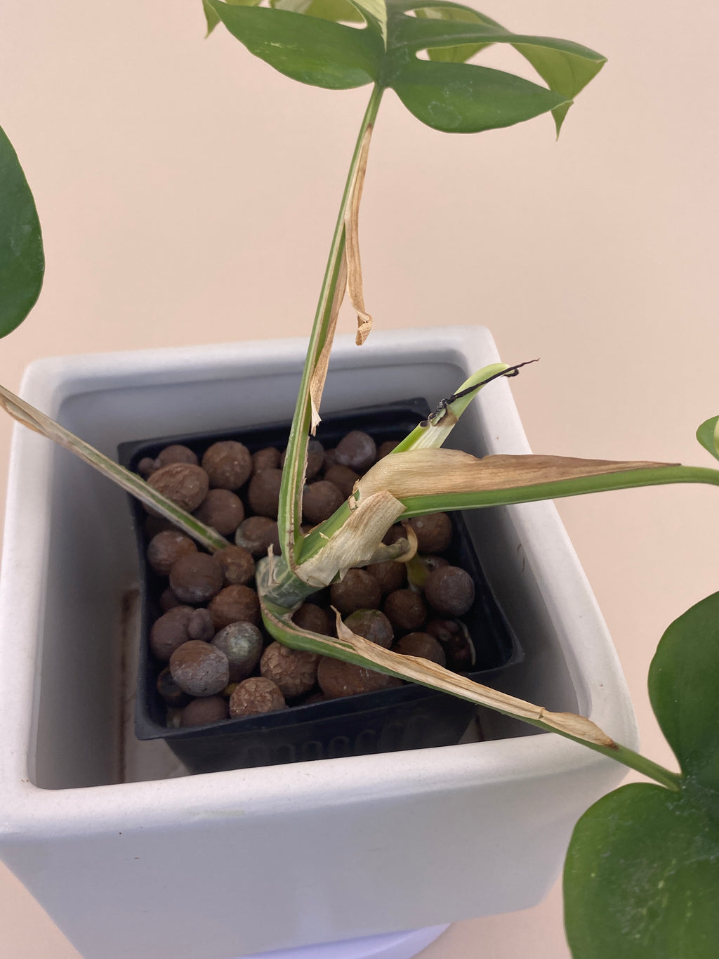 Rhaphidophora Tetrasperma Variegated Exact Plant