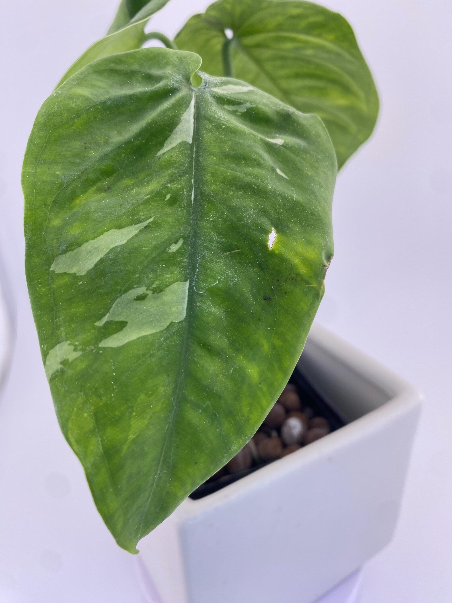 Sygonium Chiapense Variegated Exact Plant