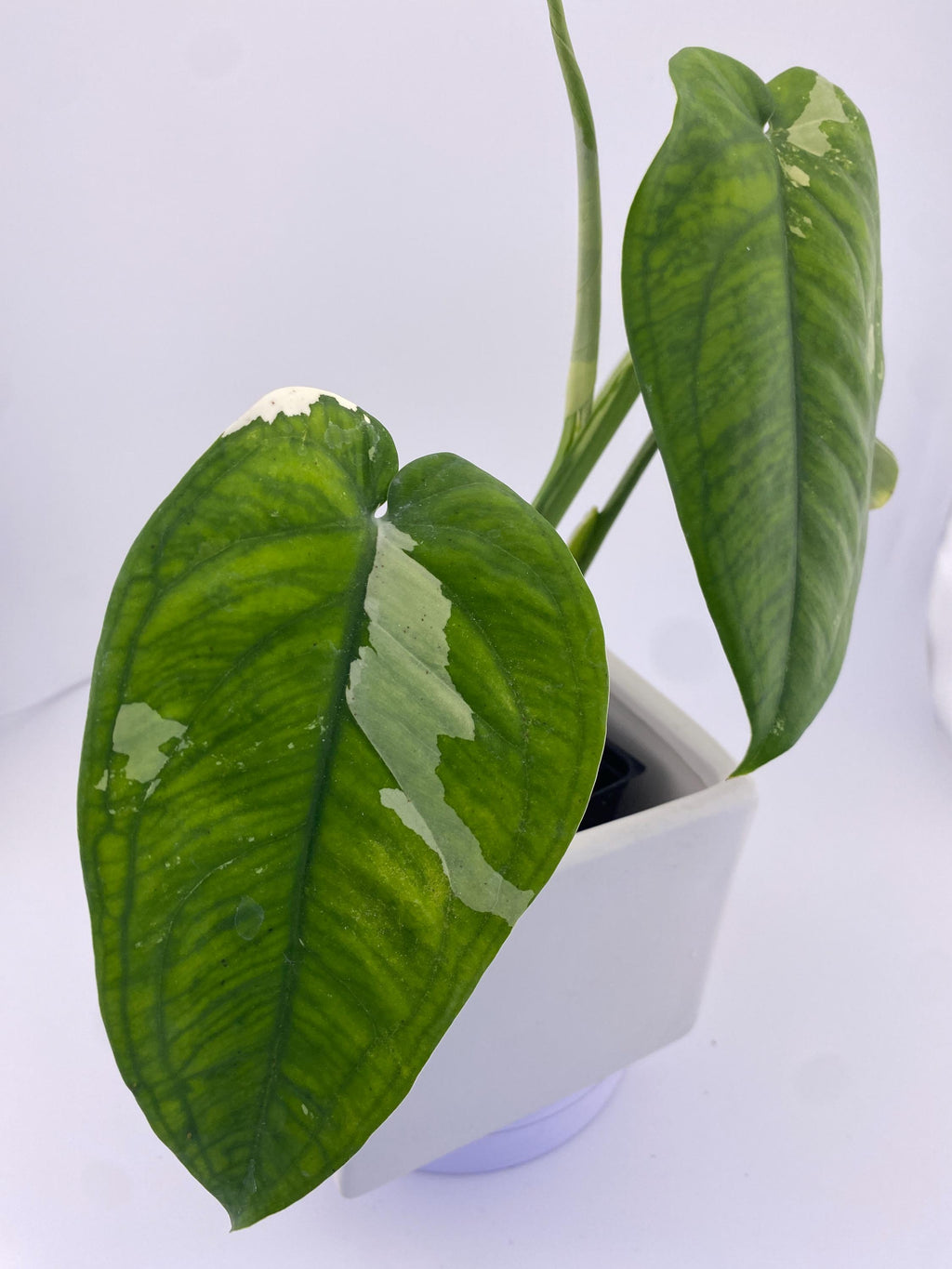 Sygonium Chiapense Variegated Exact Plant