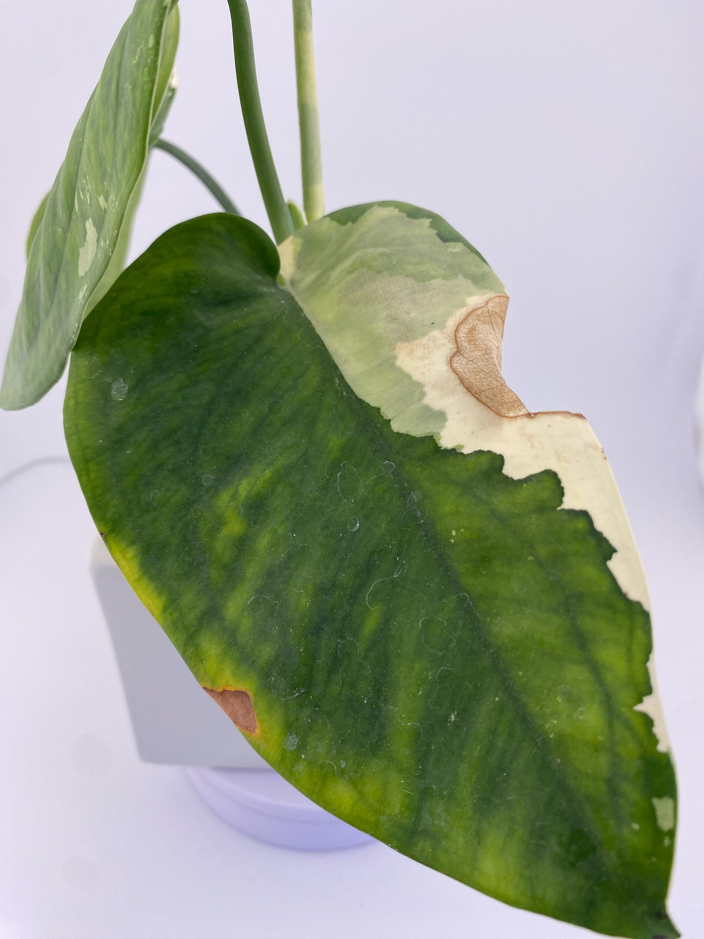 Sygonium Chiapense Variegated Exact Plant