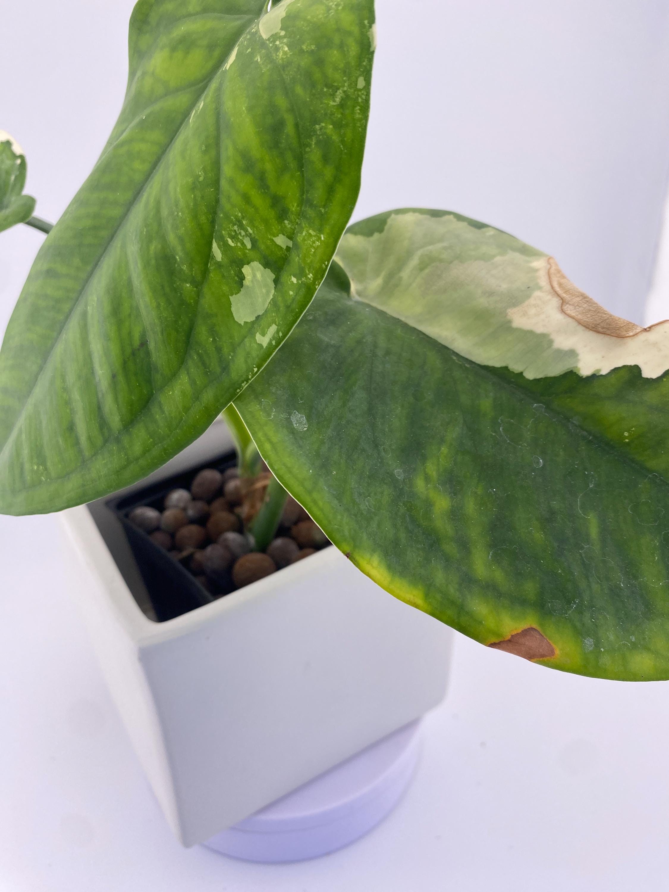 Sygonium Chiapense Variegated Exact Plant