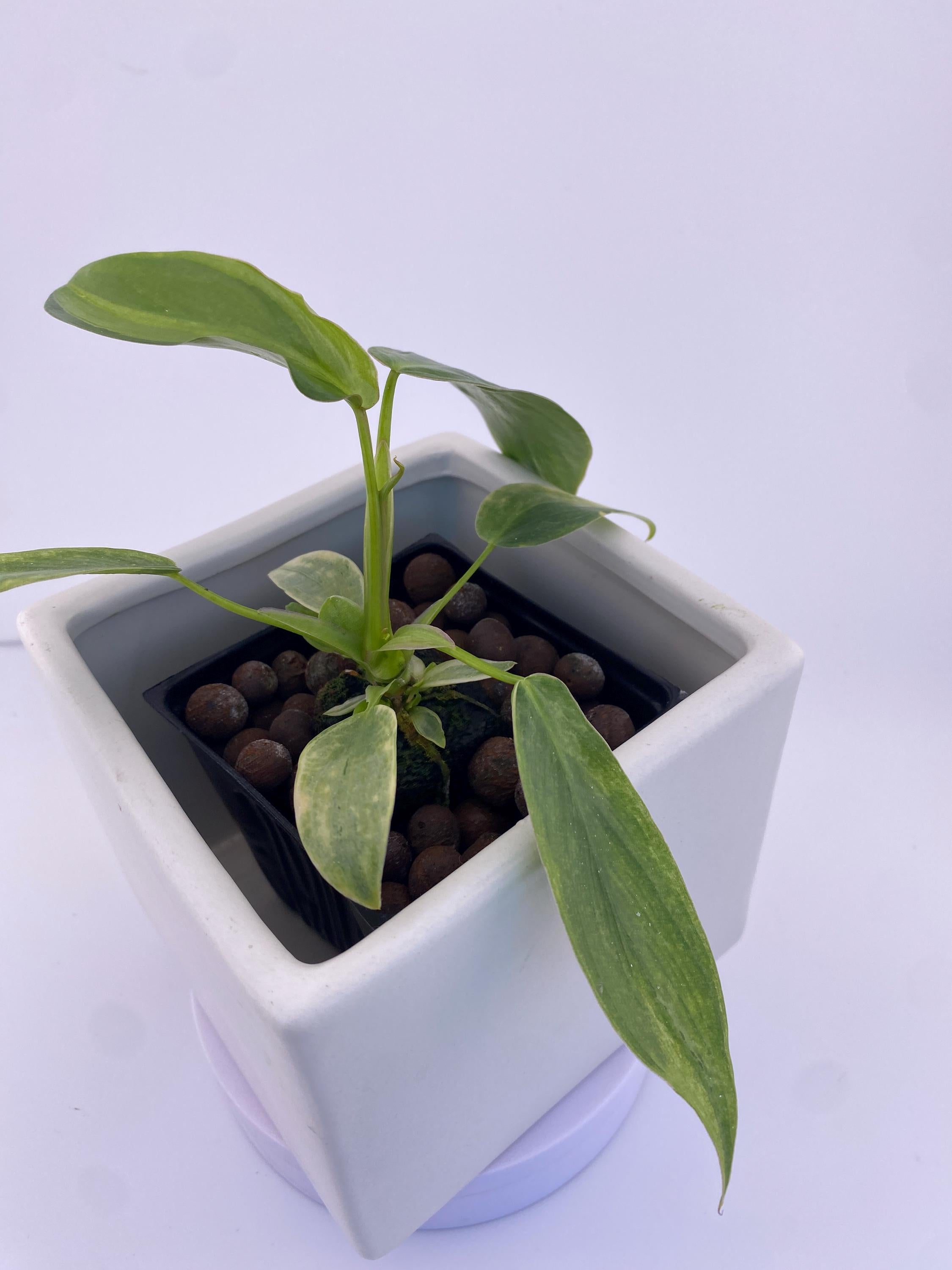 Philodendron Variegated Longilobatum * Exact Plant