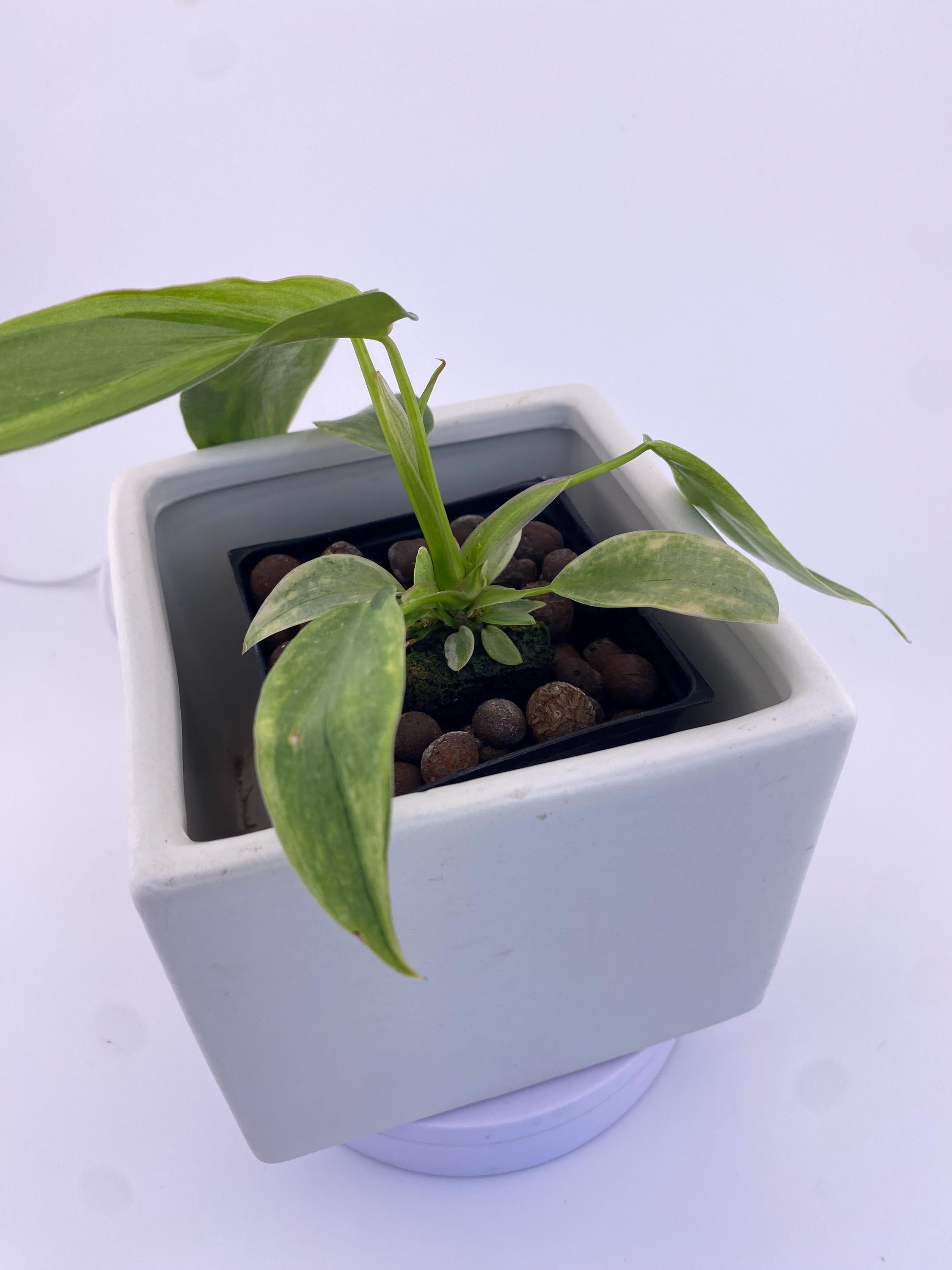 Philodendron Variegated Longilobatum * Exact Plant