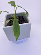 Philodendron Variegated Longilobatum * Exact Plant