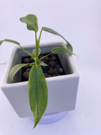 Philodendron Variegated Longilobatum * Exact Plant