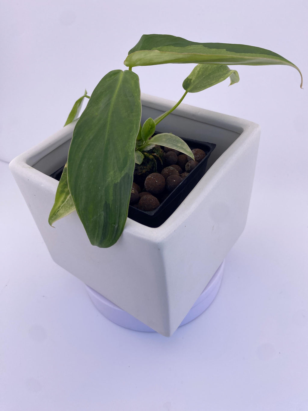 Philodendron Variegated Longilobatum * Exact Plant