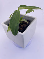 Philodendron Variegated Longilobatum * Exact Plant
