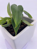 Philodendron Variegated Longilobatum * Exact Plant