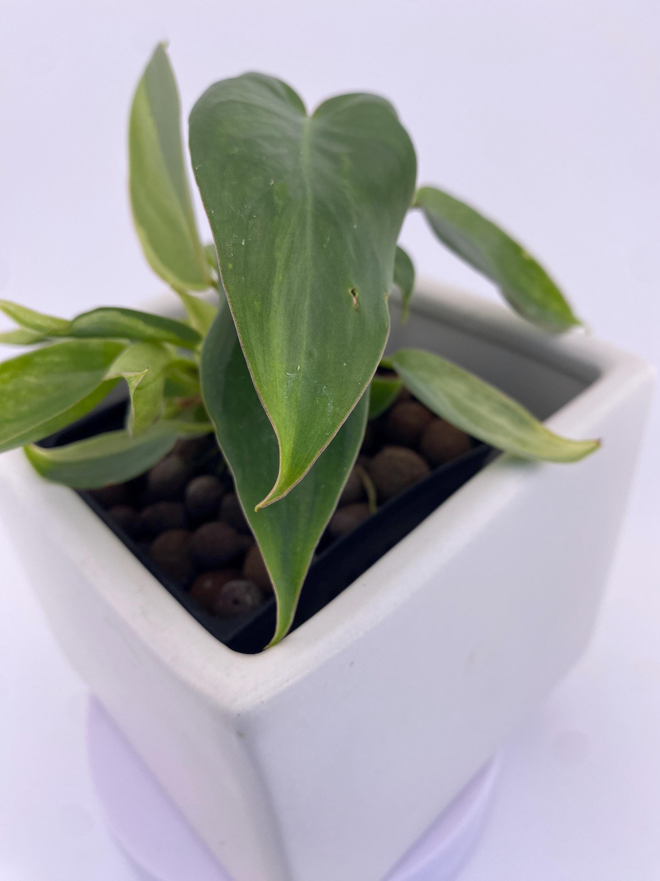 Philodendron Variegated Longilobatum * Exact Plant
