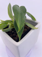 Philodendron Variegated Longilobatum * Exact Plant