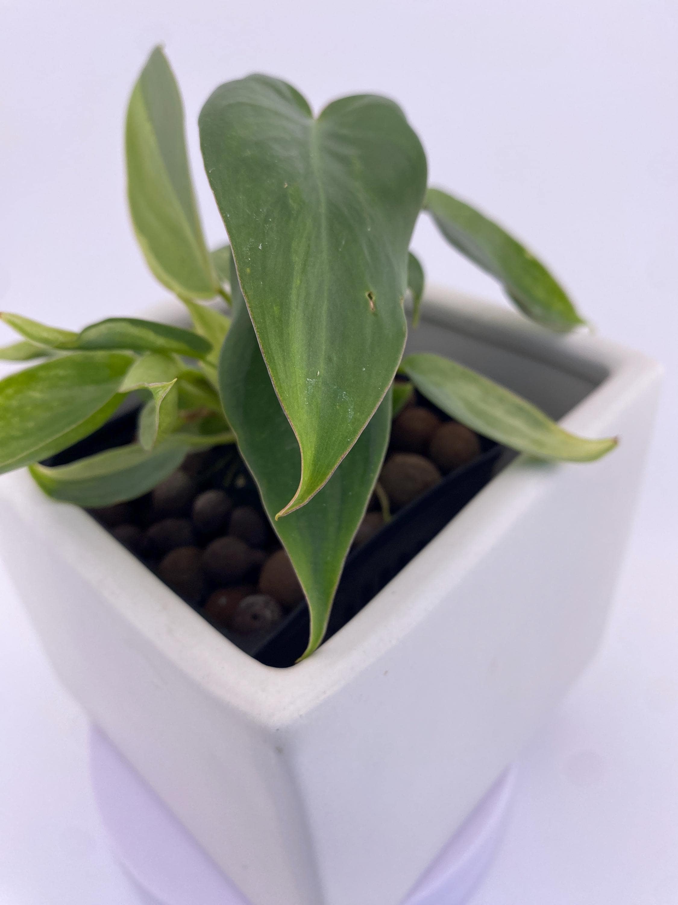Philodendron Variegated Longilobatum * Exact Plant