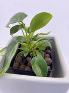 Philodendron Variegated Longilobatum * Exact Plant
