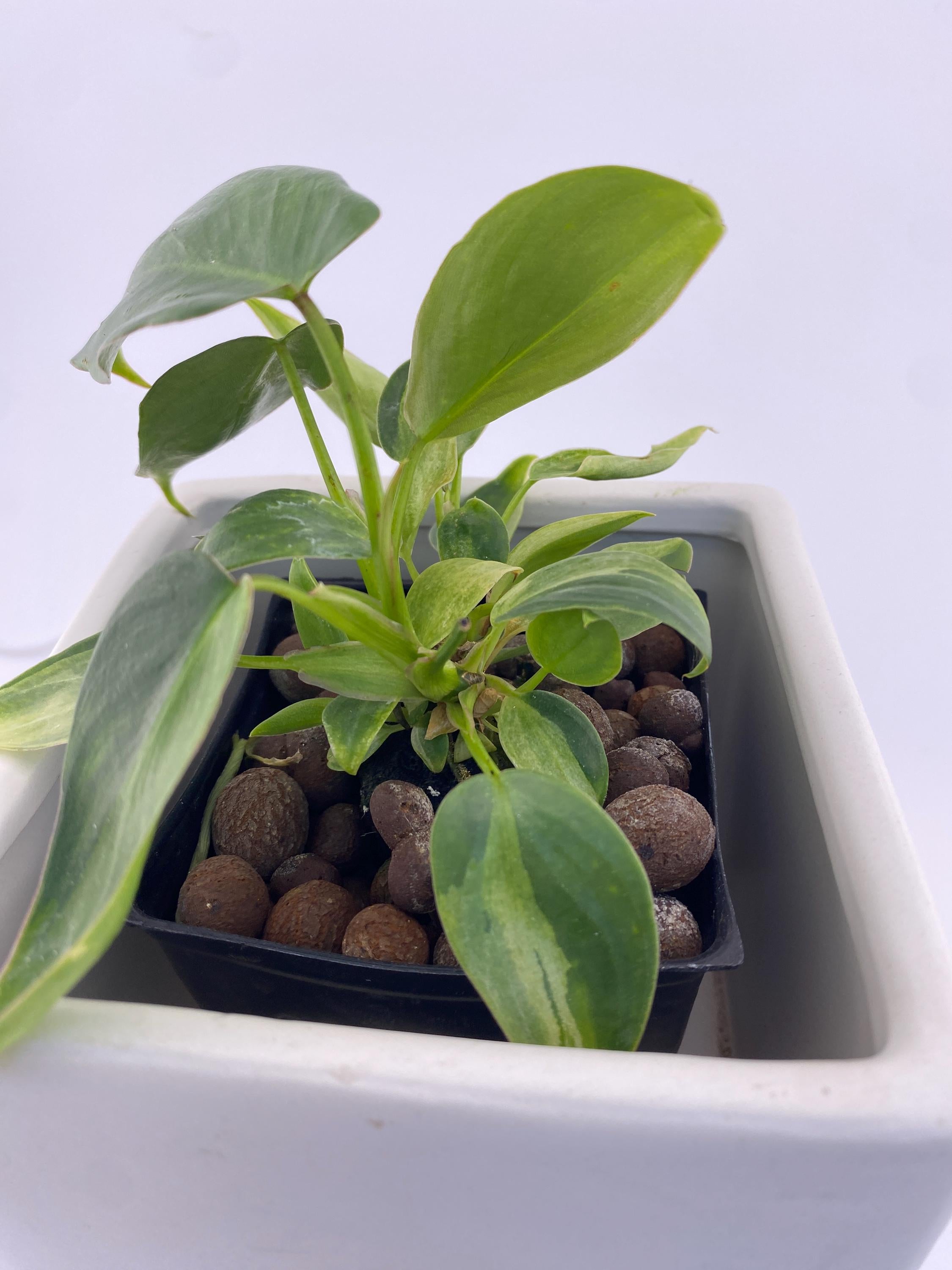 Philodendron Variegated Longilobatum * Exact Plant