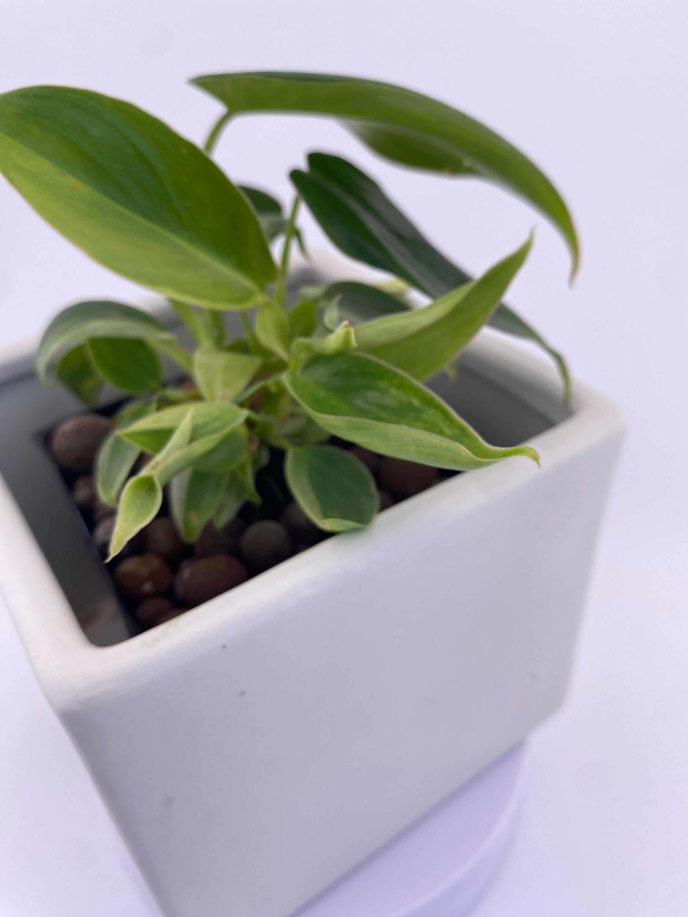 Philodendron Variegated Longilobatum * Exact Plant