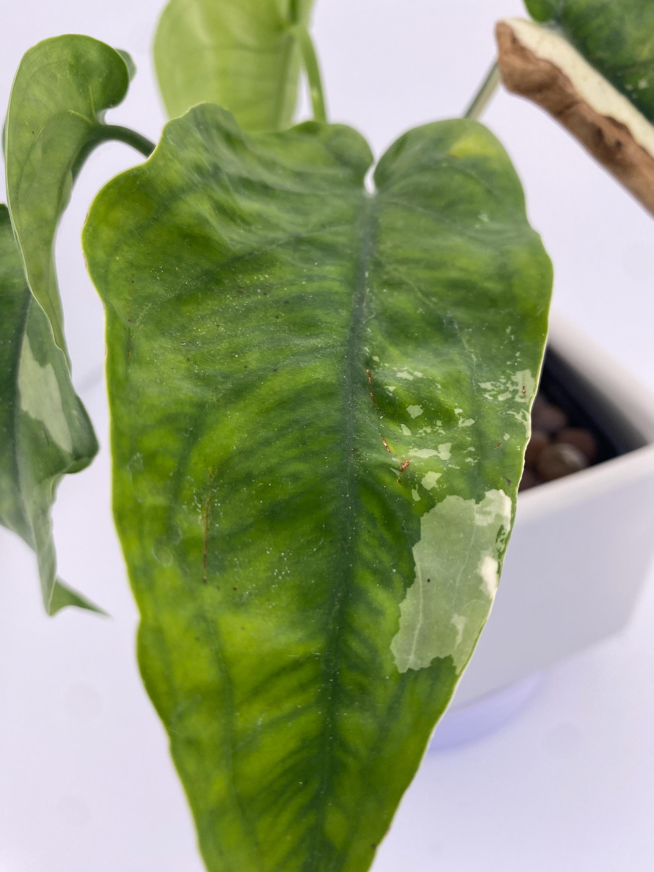 Sygonium Chiapense Variegated Exact Plant