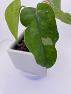 Sygonium Chiapense Variegated Exact Plant