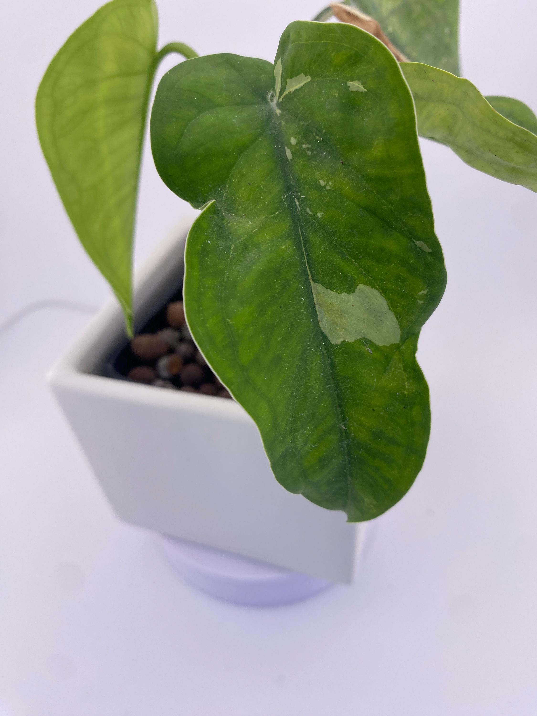 Sygonium Chiapense Variegated Exact Plant