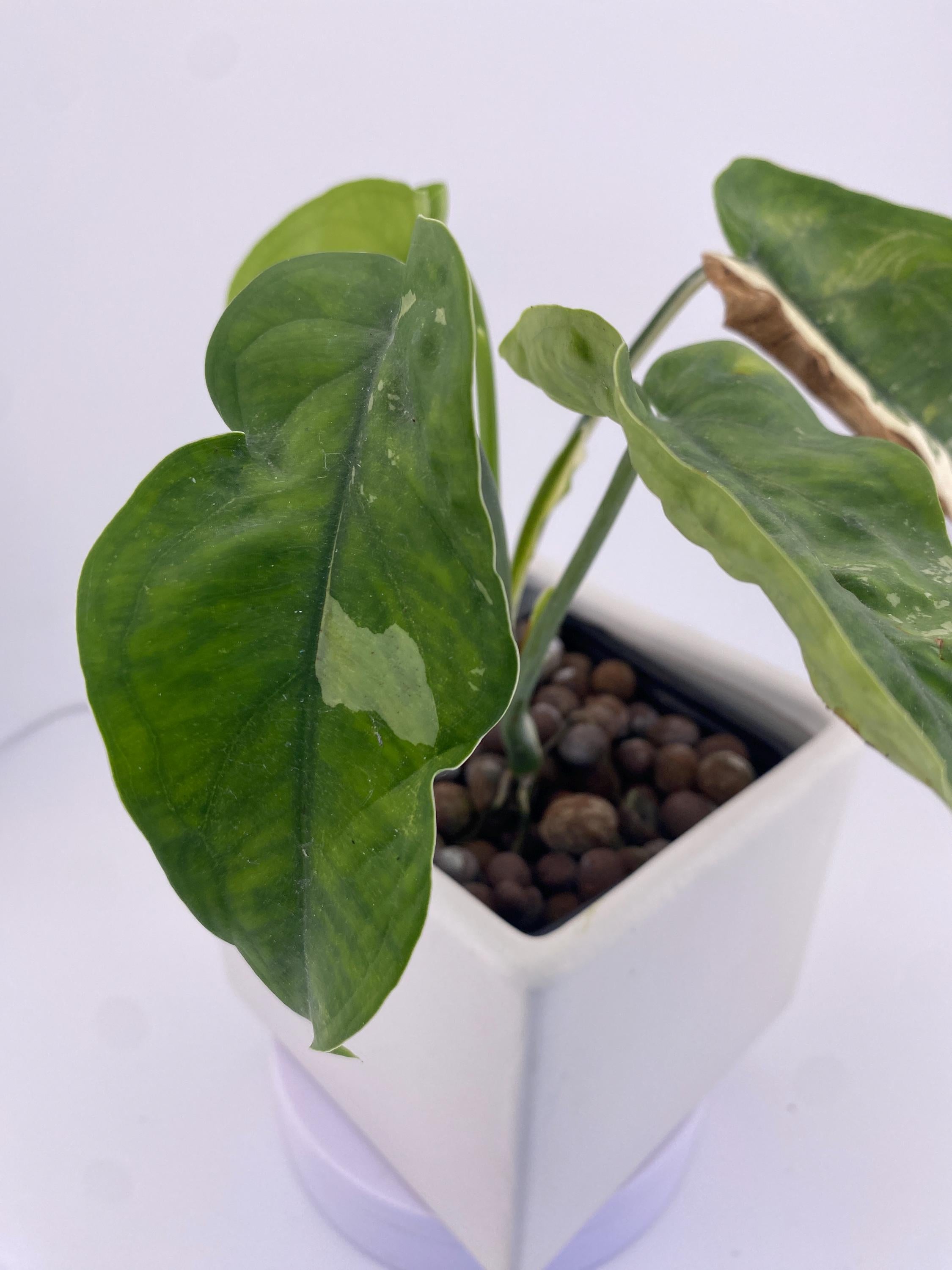 Sygonium Chiapense Variegated Exact Plant