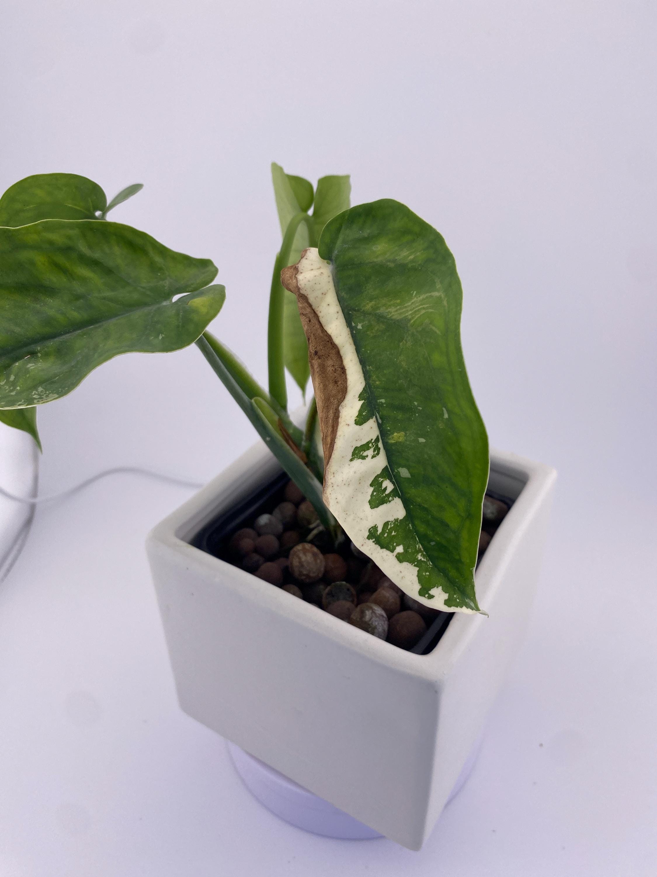 Sygonium Chiapense Variegated Exact Plant