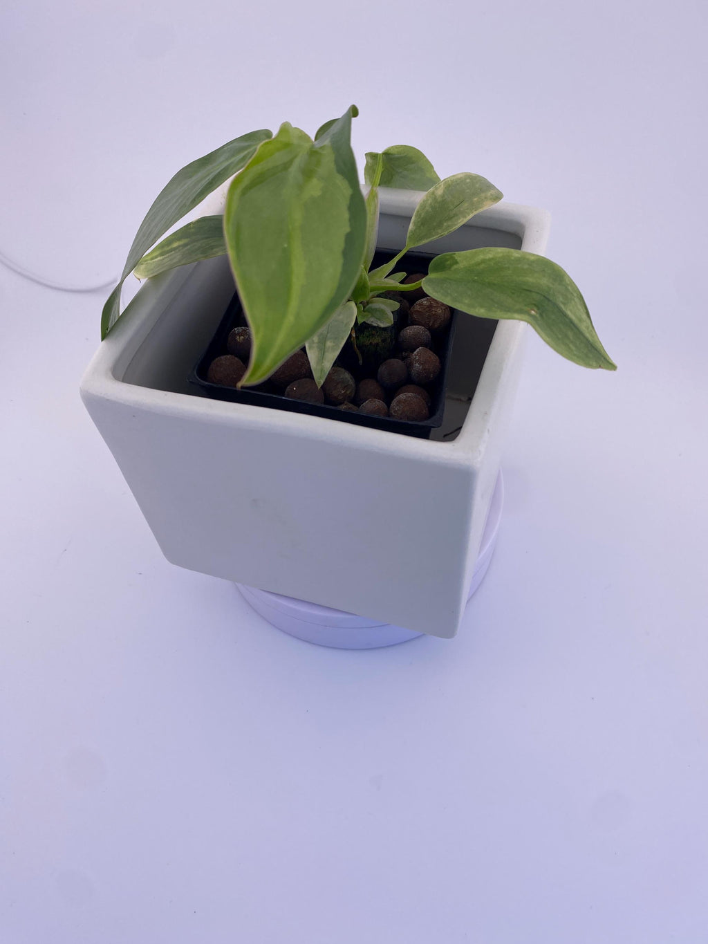 Philodendron Variegated Longilobatum * Exact Plant
