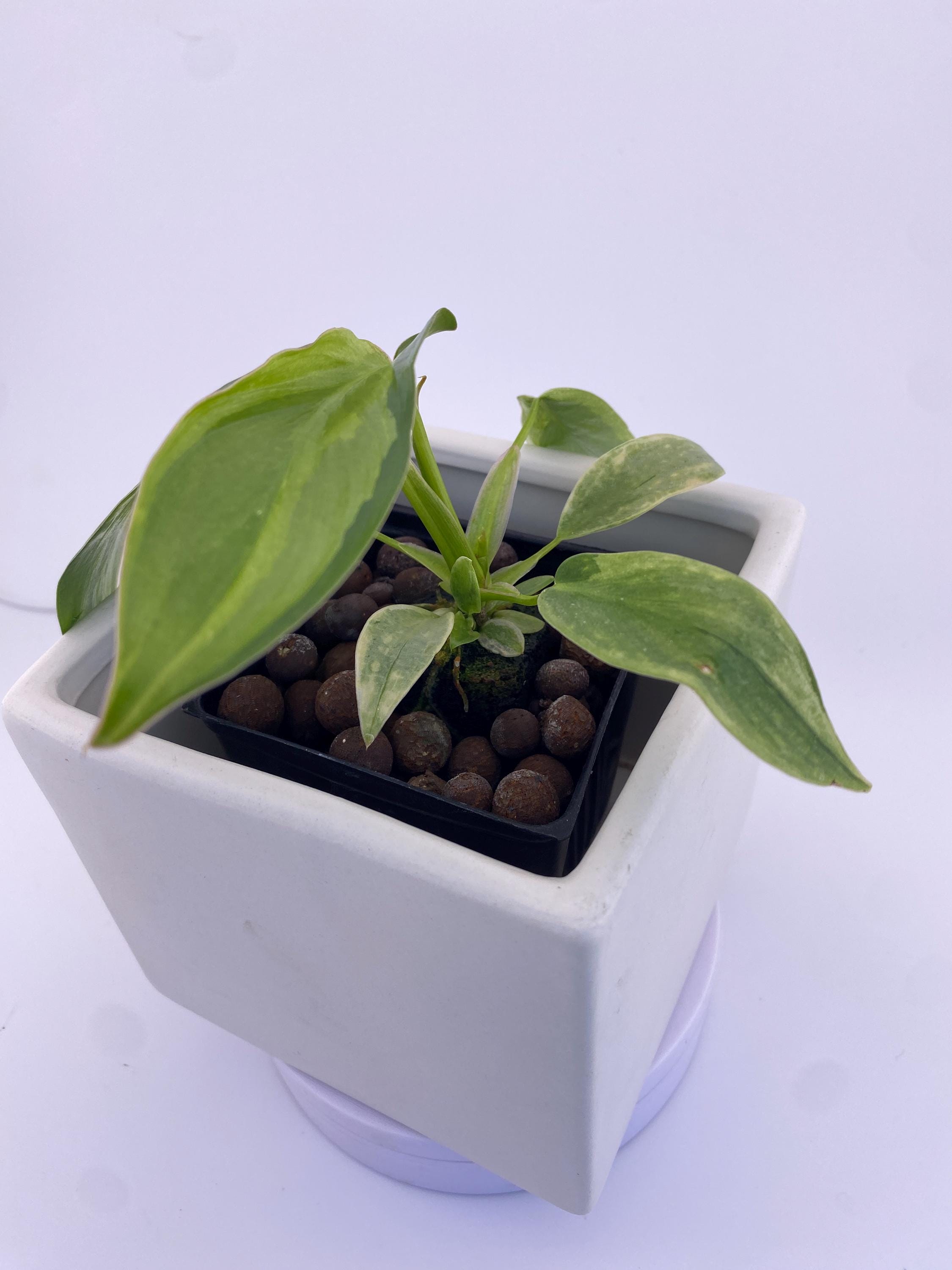 Philodendron Variegated Longilobatum * Exact Plant
