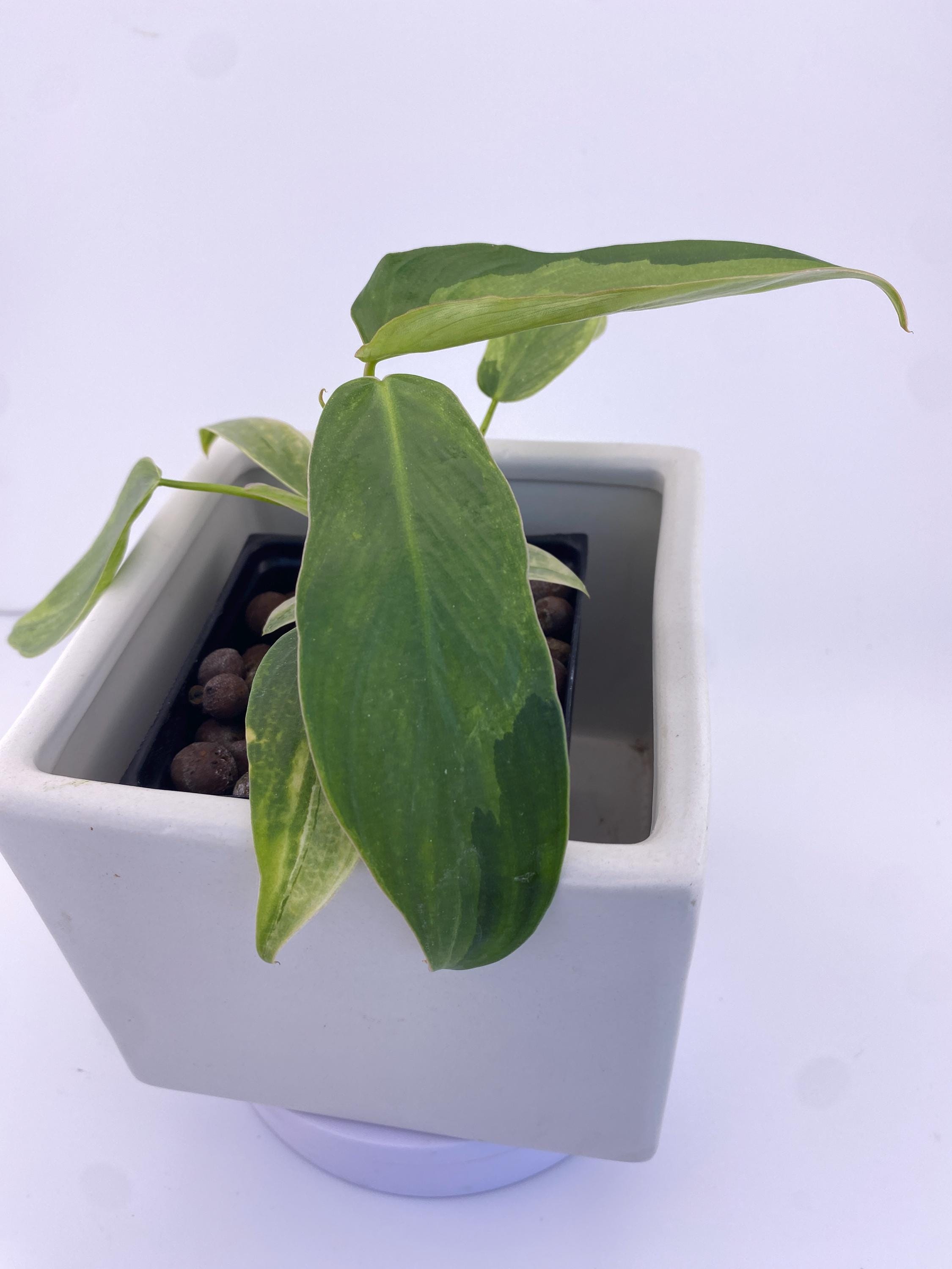 Philodendron Variegated Longilobatum * Exact Plant
